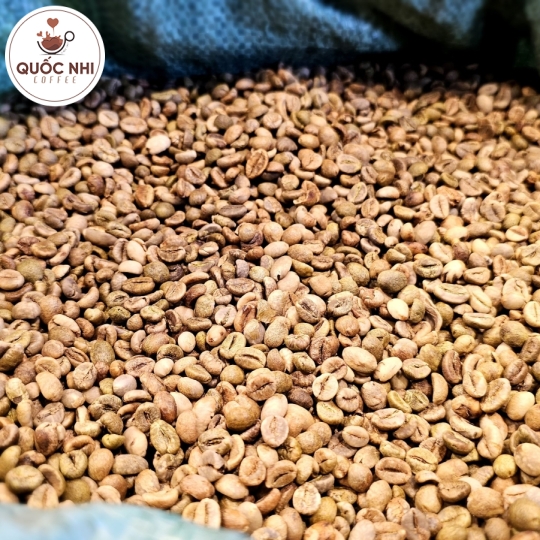 ROBUSTA S18 CAO SẢN